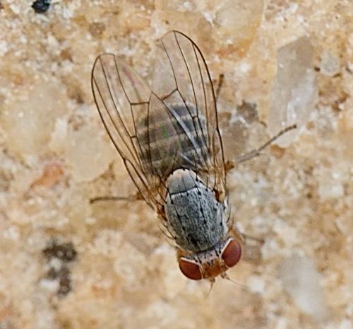 Prosopomyia pallida